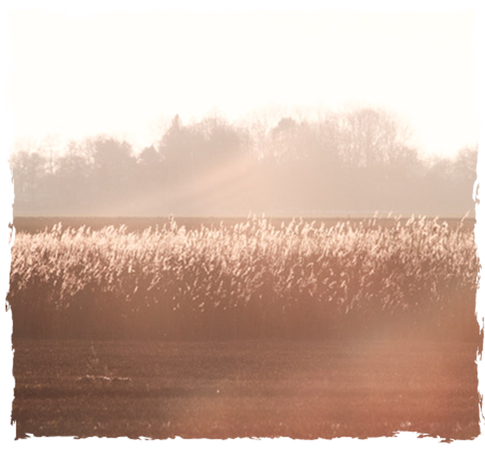 coaching-nei-therapie